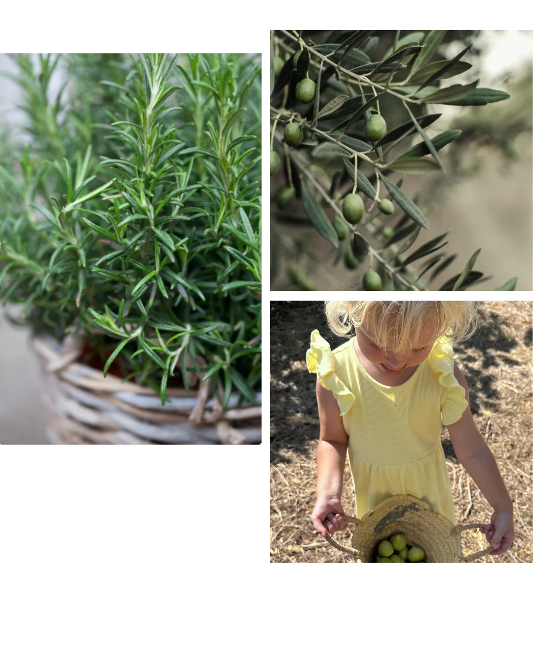 Casa Moondi nature and child picking figs