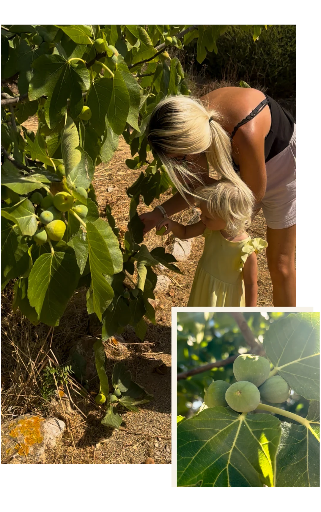Debby picking figs in the garden at Casa Moondi